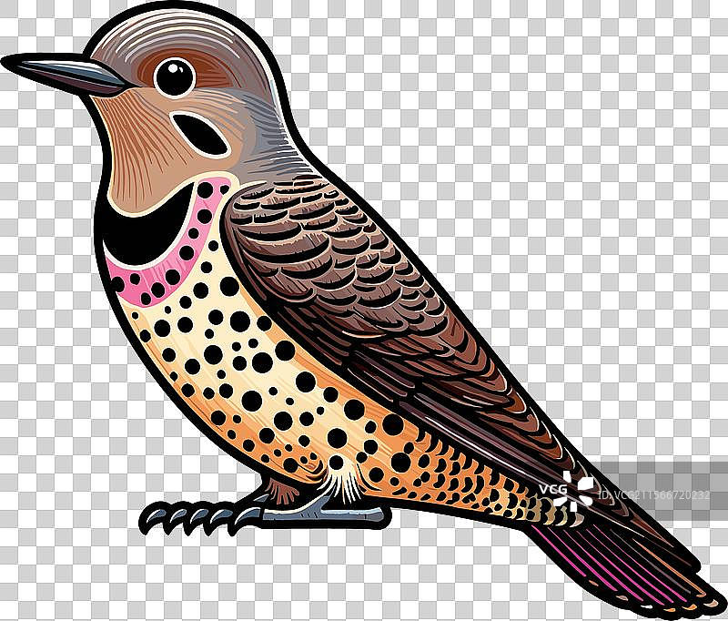 北方啄木鸟孤立在白色背景上图片素材