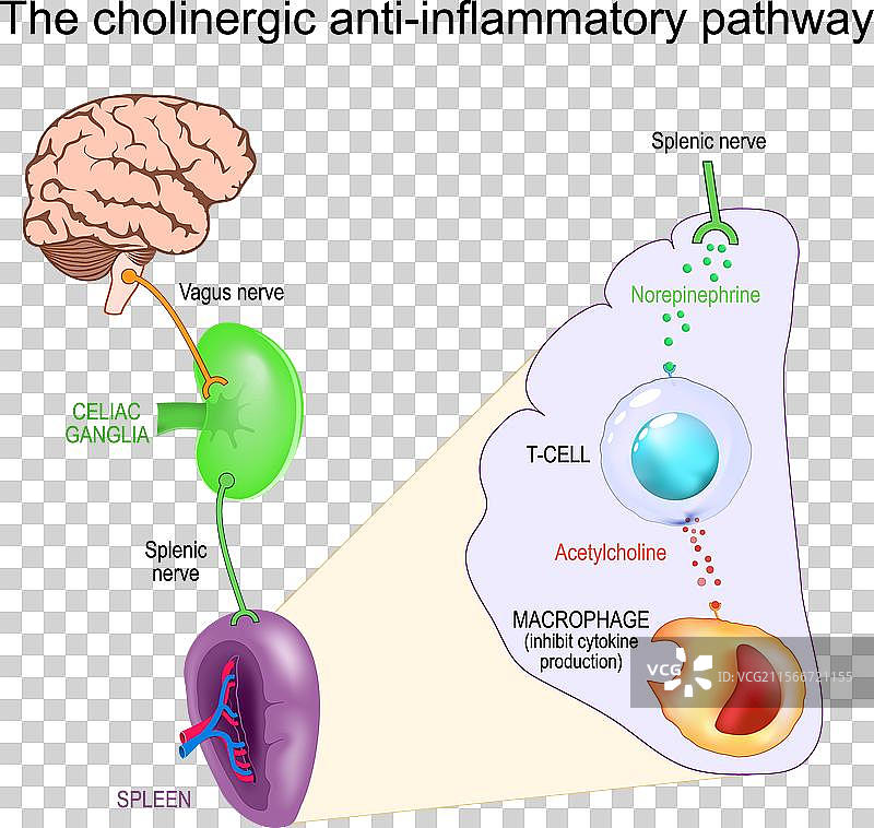 迷走神经与炎症的胆碱能作用图片素材