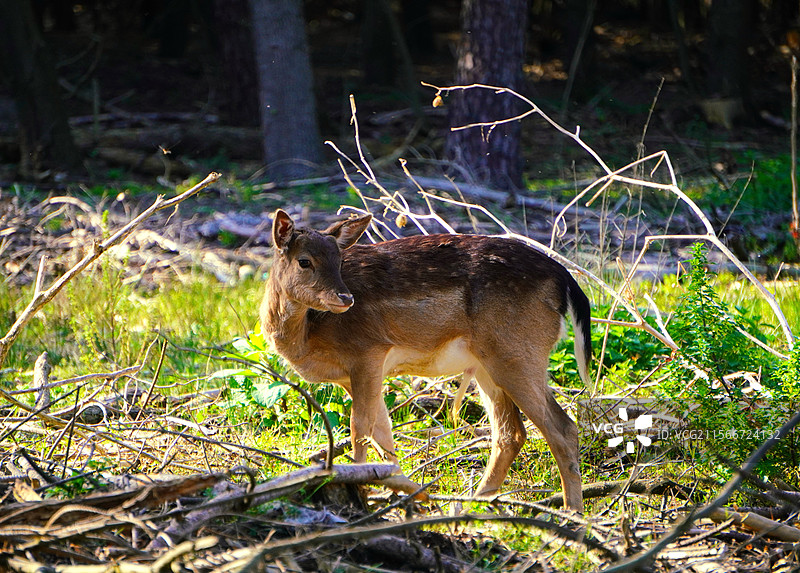 田野上站着的鹿的肖像图片素材