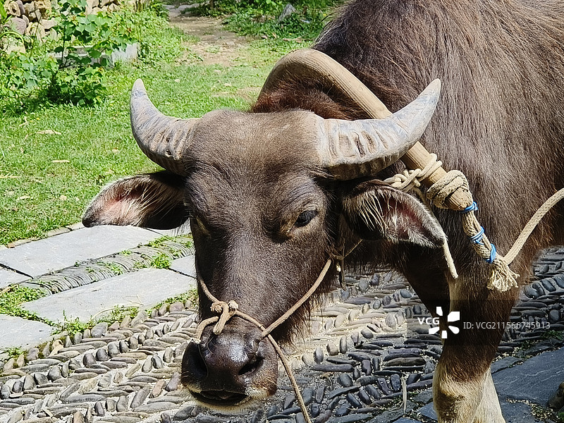 广西桂林·灵川县·大圩镇·东漓古村·赶牛车图片素材