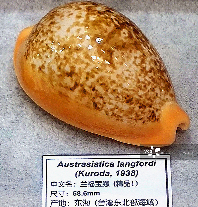 广州国际贝壳展、海洋生物、标本、兰福宝螺、Austrasiatica-langfordi图片素材