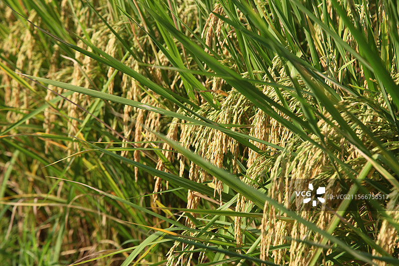 2024年8月8日，重庆市云阳县的农村田野庄稼和森林农民院落水利库三农新农村农业农民农田耕地粮食图片素材
