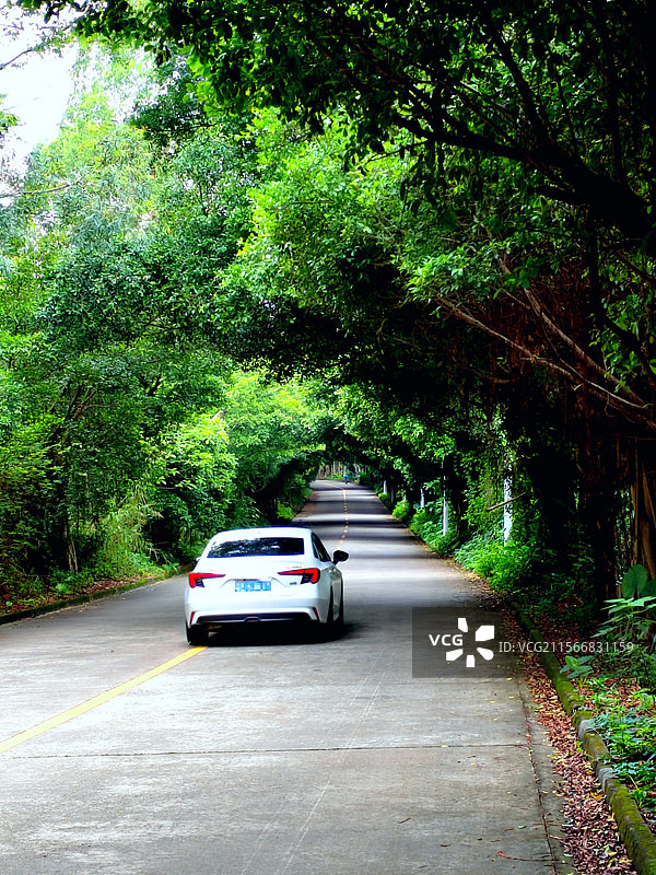 三水森林公园林荫小道图片素材