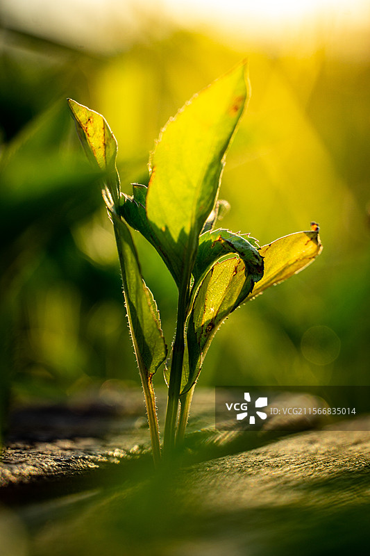 来宾合山市国家矿山公园图片素材
