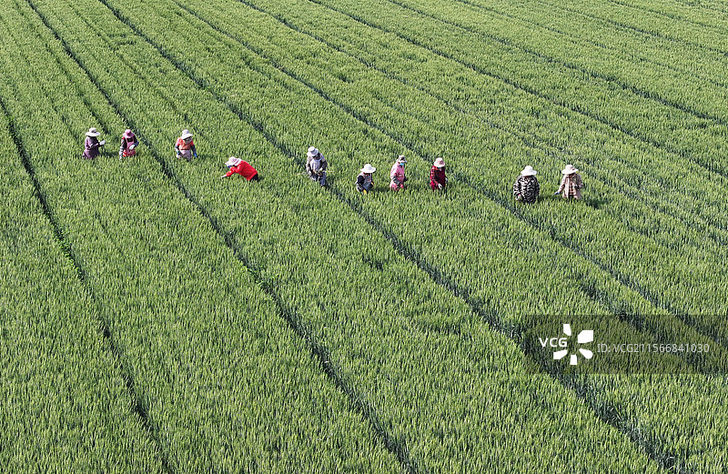 山东枣庄农民在小麦育种基地去杂提纯图片素材