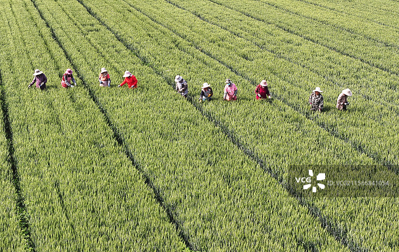 山东枣庄农民在小麦育种基地去杂提纯图片素材