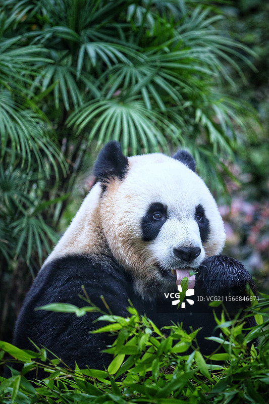 熊猫图片素材