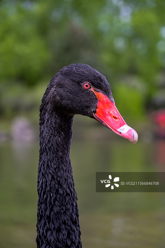 沈阳植物园世博园黑天鹅图片素材