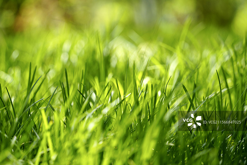 草地生长的特写镜头图片素材