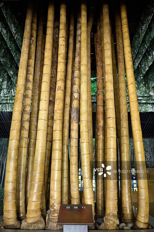 安吉竹子博览园 中国竹子博物馆 巨龙竹图片素材