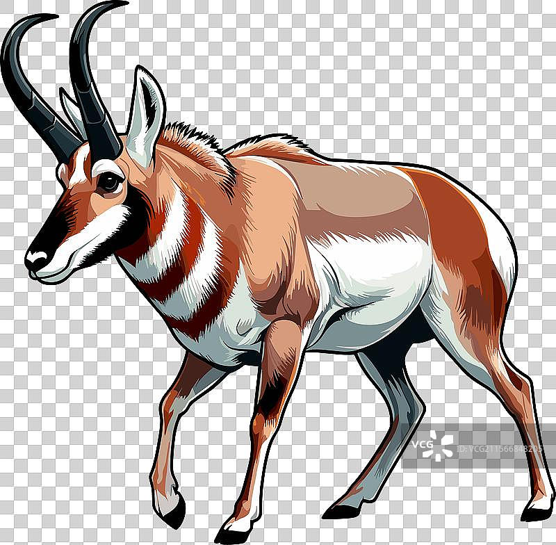 侧面行走的叉角羚的颜色图片素材