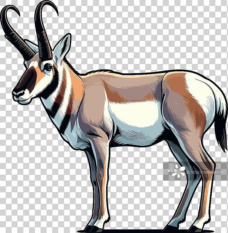 侧面行走的叉角羚的颜色图片素材