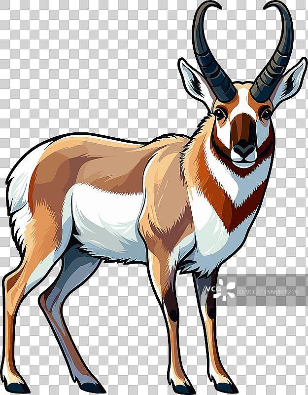 侧面行走的叉角羚的颜色图片素材