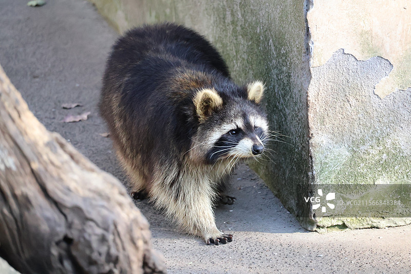 动物园的小浣熊图片素材