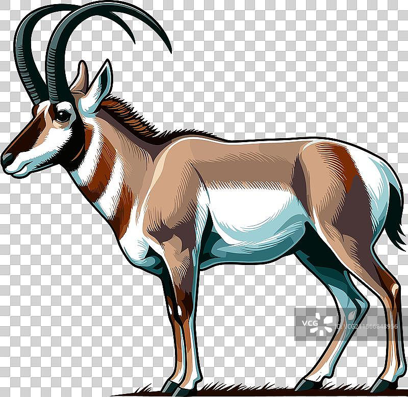 侧面行走的叉角羚的颜色图片素材