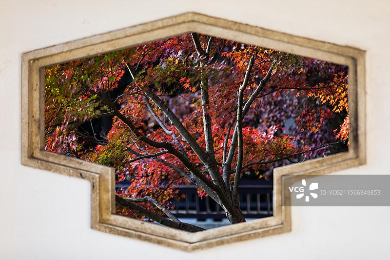 杭州植物园枫叶图片素材