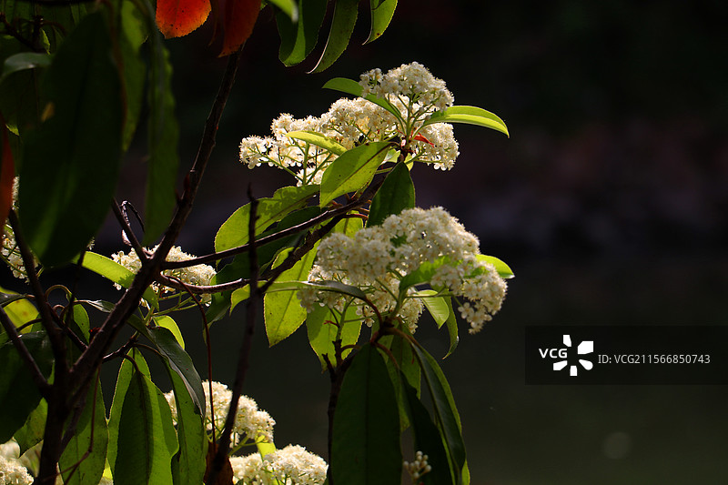 光绘石楠叶底纹图片素材