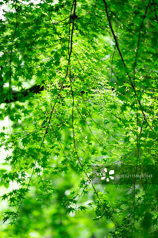 杭州九溪烟树图片素材