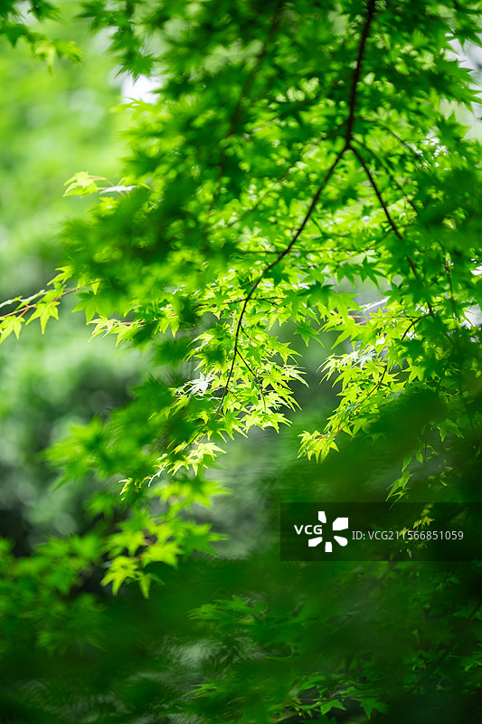 杭州九溪烟树图片素材