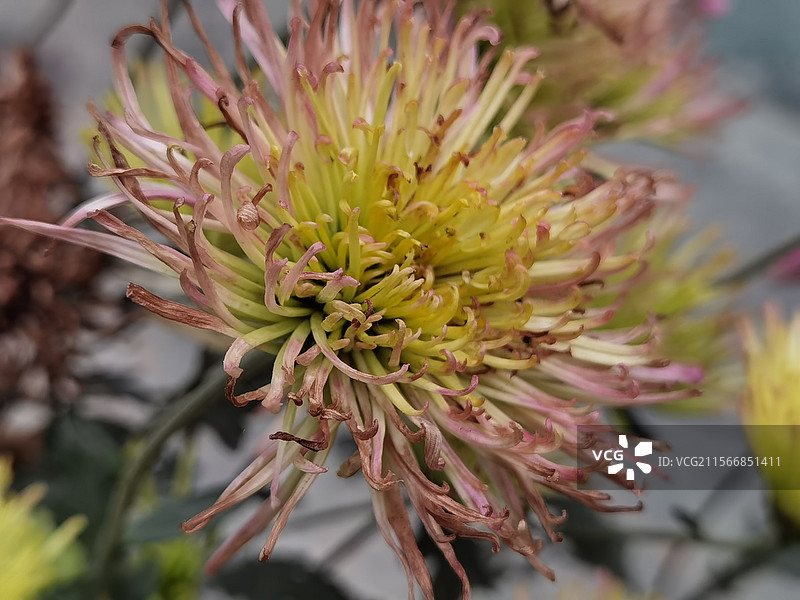 盛开的菊花图片素材
