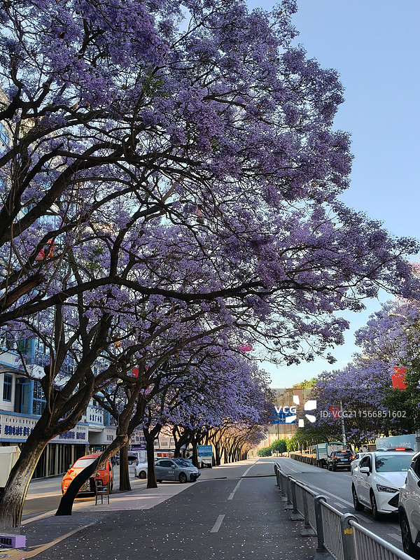四川西昌蓝花楹盛开的浪漫街道图片素材