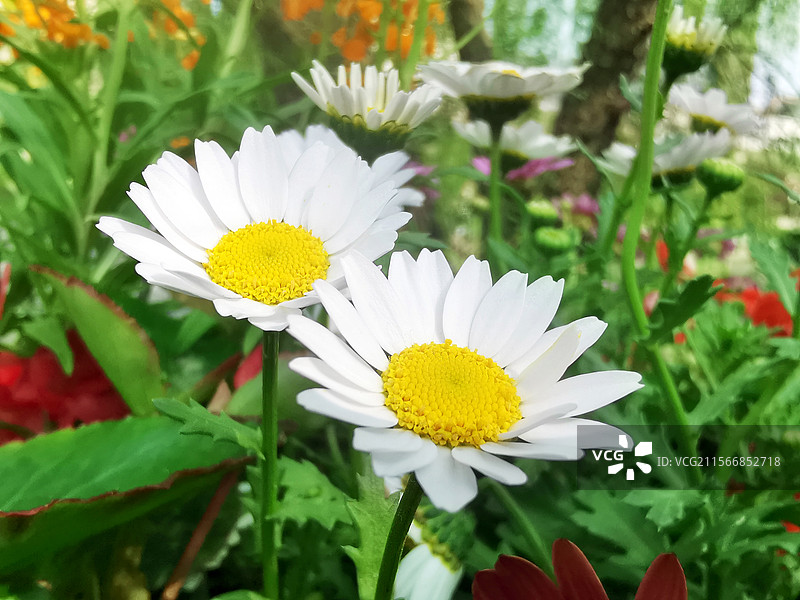 白色的大滨菊 特写图片素材