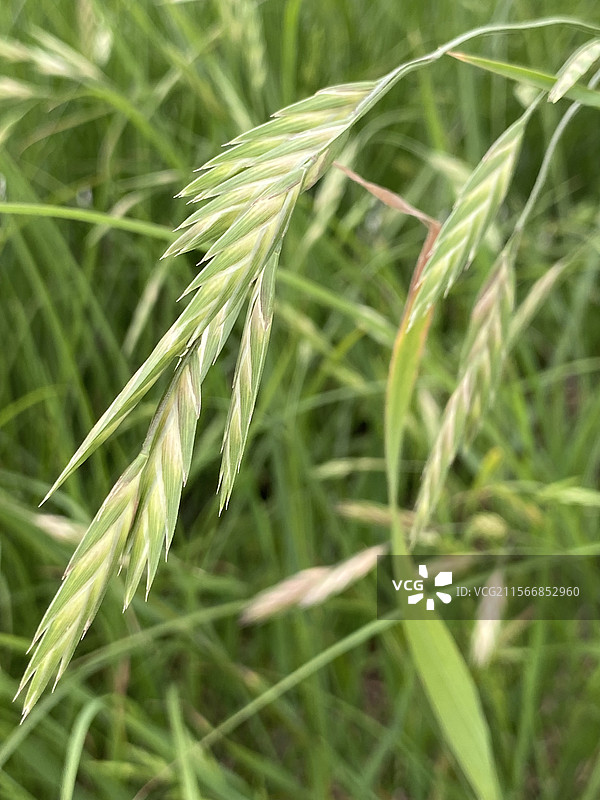 奇花异草——小盼草图片素材