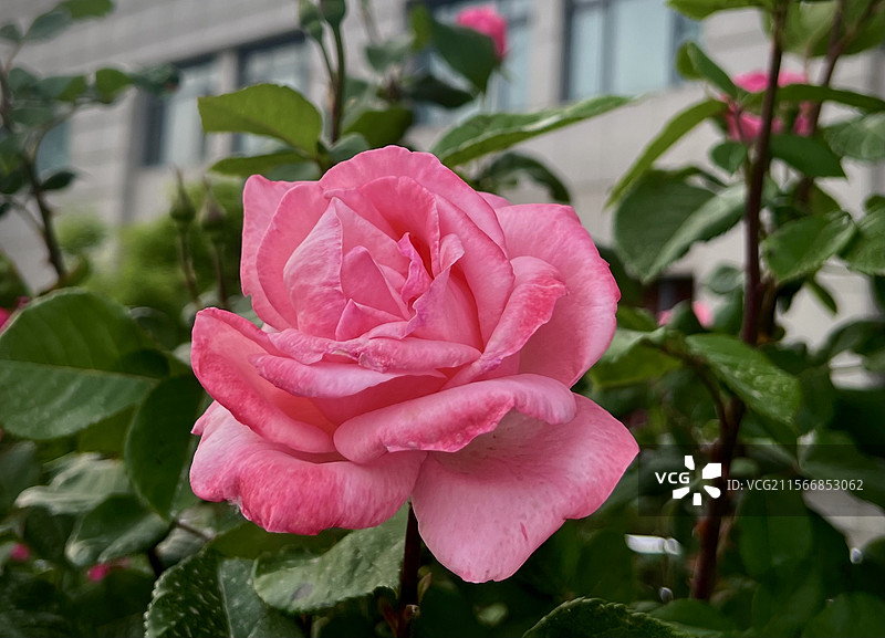 粉色月季图片素材