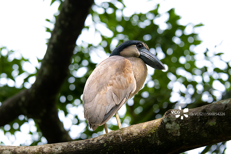 船嘴鹭图片素材