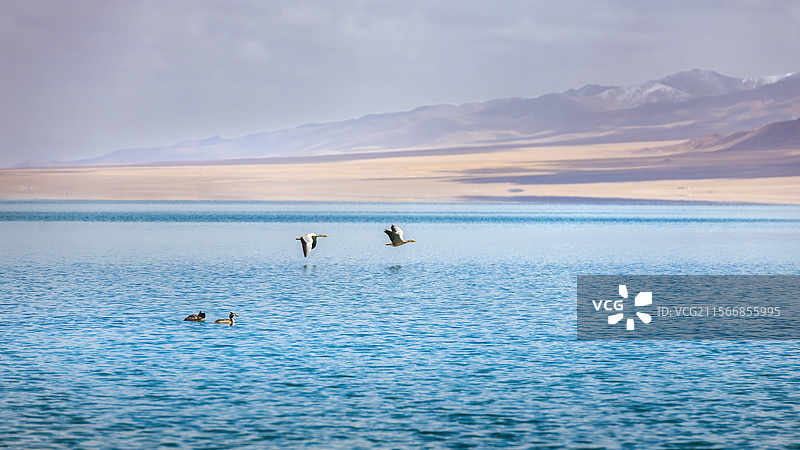 格尔木七彩秀沟的湖光山色，秀沟，昆仑冰湖，温泉水库，野生动物，斑头雁，水鸟，鸊鷉图片素材