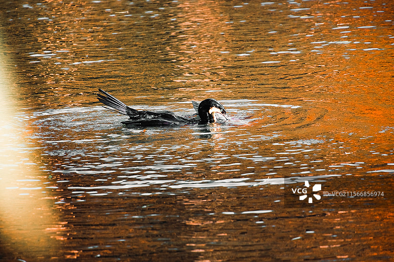 江苏泰州兴化李中水上森林公园冬季落羽杉盛景多视角唯美组图素材图片素材