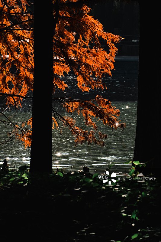 江苏泰州兴化李中水上森林公园冬季落羽杉盛景多视角唯美组图素材图片素材