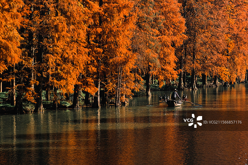 江苏泰州兴化李中水上森林公园冬季落羽杉盛景多视角唯美组图素材图片素材