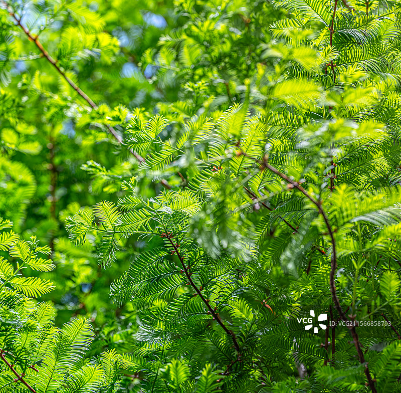 水杉树长出嫩芽嫩叶 春光明媚人间四月天 阳光照亮树叶 上海浦东世纪公园植物图鉴图片素材