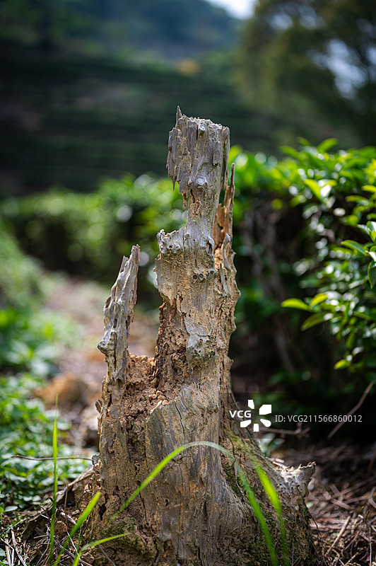 广东省梅州市茶田里的一棵枯树图片素材