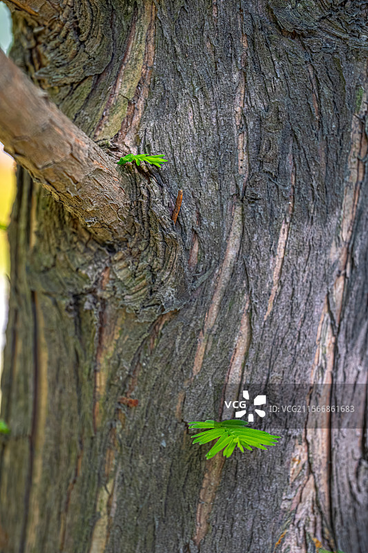 水杉树的树干上长出嫩芽嫩叶 春光明媚人间四月天 阳光照亮庭院小森林树皮纹理 上海浦东世纪公园植物图鉴图片素材