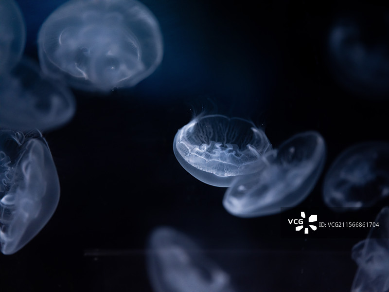 南京海底世界飘逸游动的海月水母群图片素材