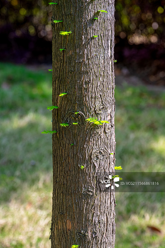 水杉树的树干上长出嫩芽嫩叶 春光明媚人间四月天 阳光照亮庭院小森林树皮纹理 上海浦东世纪公园植物图鉴图片素材