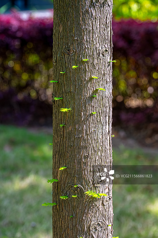 水杉树的树干上长出嫩芽嫩叶 春光明媚人间四月天 阳光照亮庭院小森林树皮纹理 上海浦东世纪公园植物图鉴图片素材