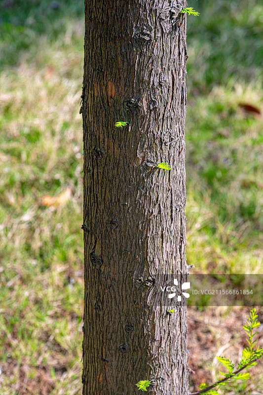 水杉树的树干上长出嫩芽嫩叶 春光明媚人间四月天 阳光照亮庭院小森林树皮纹理 上海浦东世纪公园植物图鉴图片素材
