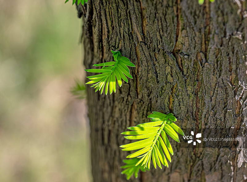 水杉树的树干上长出嫩芽嫩叶 春光明媚人间四月天 阳光照亮庭院小森林树皮纹理 上海浦东世纪公园植物图鉴图片素材