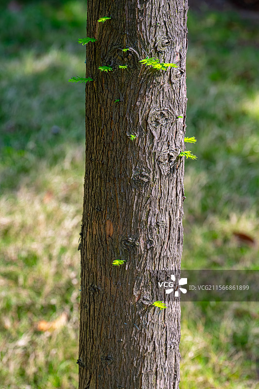 水杉树的树干上长出嫩芽嫩叶 春光明媚人间四月天 阳光照亮庭院小森林树皮纹理 上海浦东世纪公园植物图鉴图片素材
