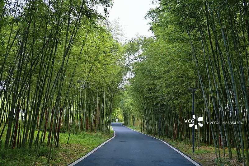 安吉竹博园 竹林间宁静的小路图片素材