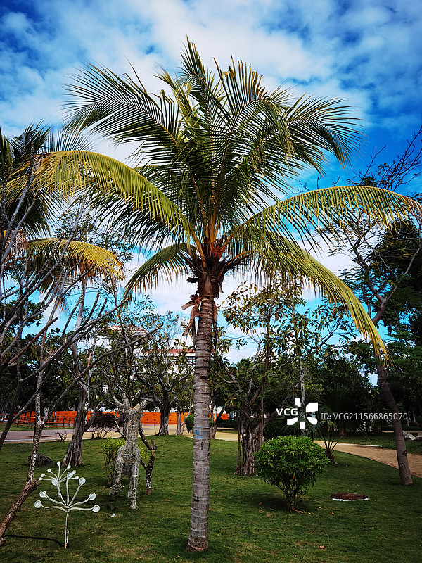 椰子树图片素材