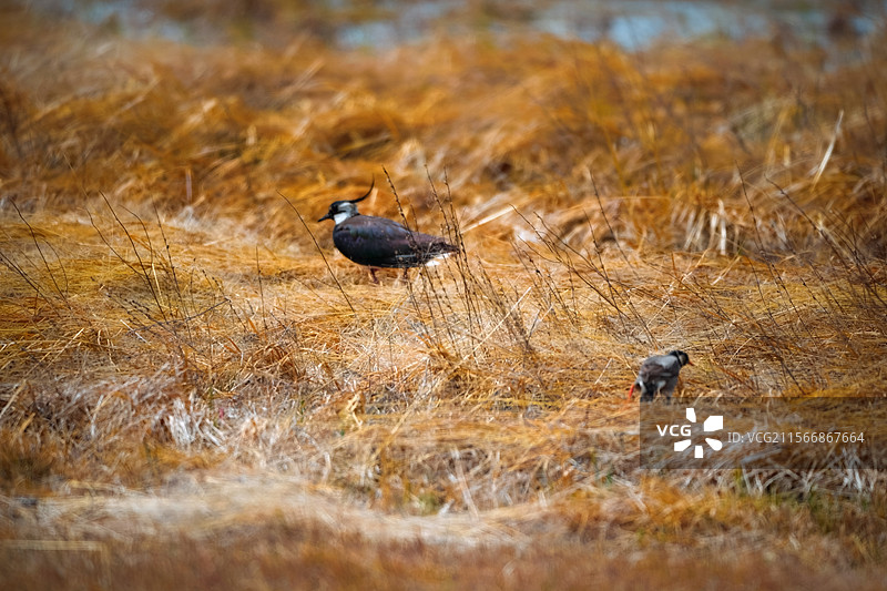 上都湖拍鸟图片素材