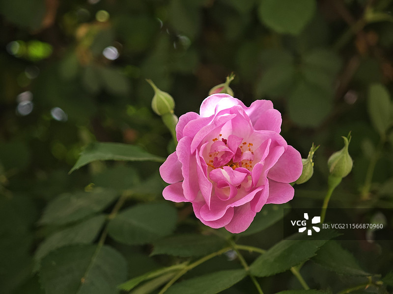 七姊妹图片素材