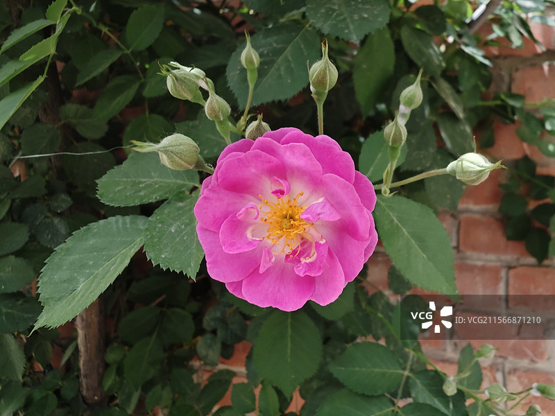 七姊妹图片素材