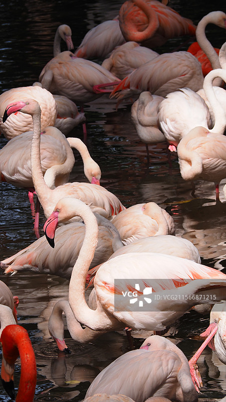 广州长隆野生动物世界火烈鸟图片素材