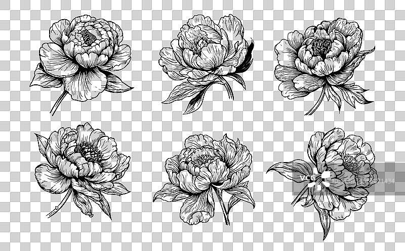 手绘的牡丹花和叶子插图图片素材