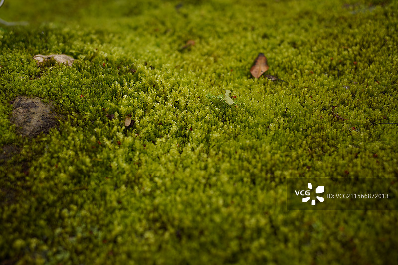苔藓 尖叶匐灯藓图片素材